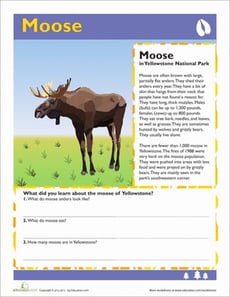 Moose