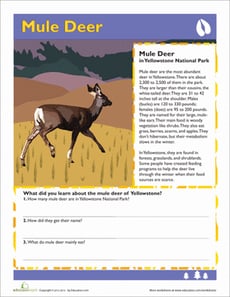 Mule Deer