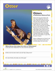Otter