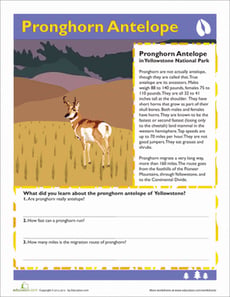 Pronghorn Antelope