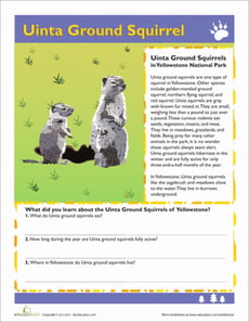Uinta Ground Squirrel