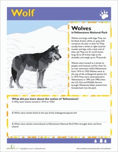 Wolf