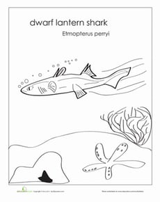 Dwarf Lantern Shark