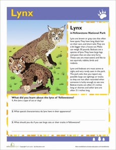 Lynx
