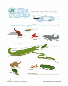 Reptile Recognition