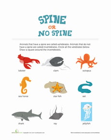 Spine Science: Got Backbone?