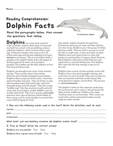 Dolphin Facts
