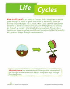 Life Cycles