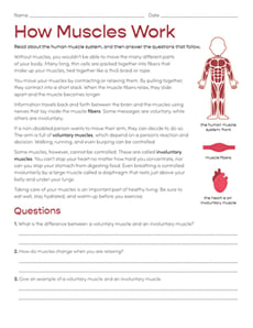 How Muscles Work