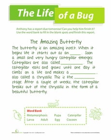 Bug Life Cycle