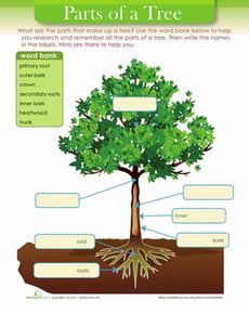 Tree Diagram