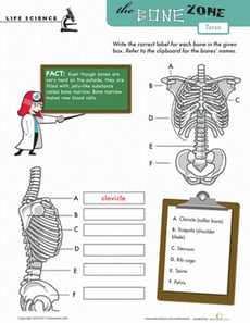 Learn the Bone Zone: Torso
