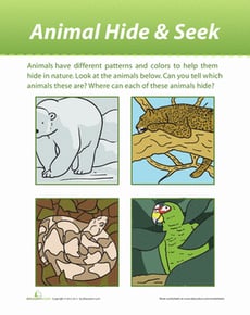 Animal Patterns