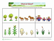 Comparing: Which Is Tallest?