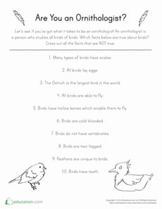 Bird Brained