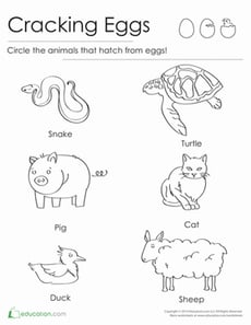 Animals That Hatch From Eggs