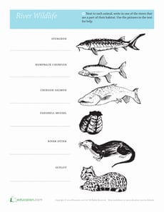 River Wildlife
