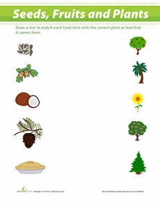 Seeds and Fruit