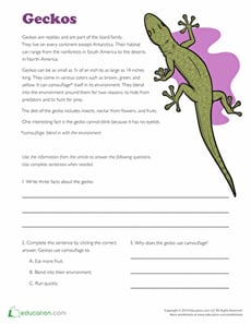 Facts About Geckos