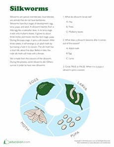 Silkworm Facts