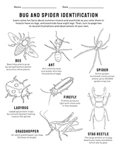 Bug and Spider Identification