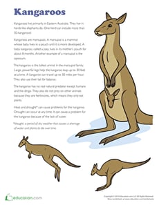 Kangaroo Facts