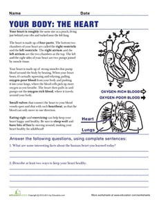 Heart Anatomy