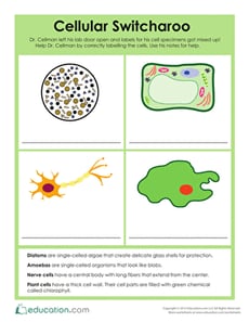 Biology Basics: Cellular Switcharoo