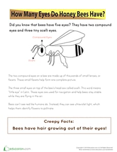 Help Sandy "Bee" on Time