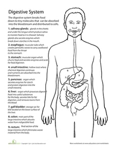 Inside-Out Anatomy: The Digestive System