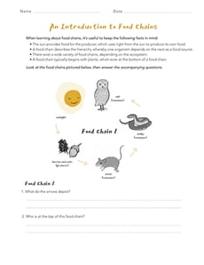 Introduction to Food Chains