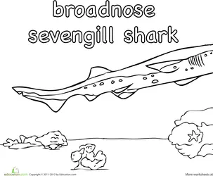 Sevengill Shark Coloring Page