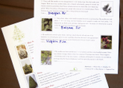 Explore Christmas Tree Science