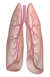How to Make a Lung Model