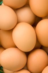 Egg Lab