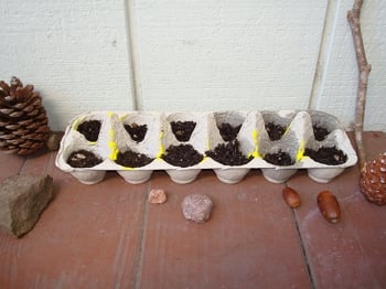 Egg Carton Garden