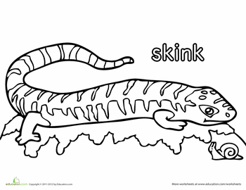 Skink Coloring Page