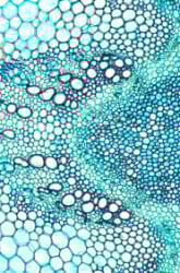 A Memorable Membrane