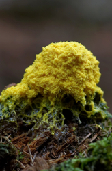 Blimey! It's Slimey!