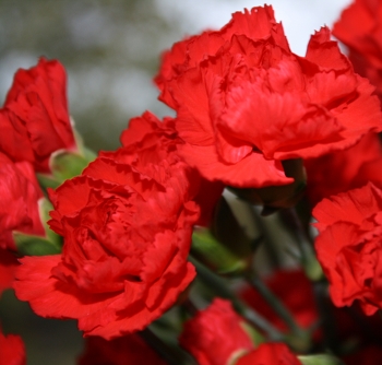 Mother's Day Carnations