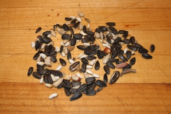 Be a Birdseed Detective