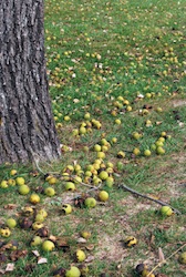 Which Plants Can Resist Walnut Tree Allelopathy?