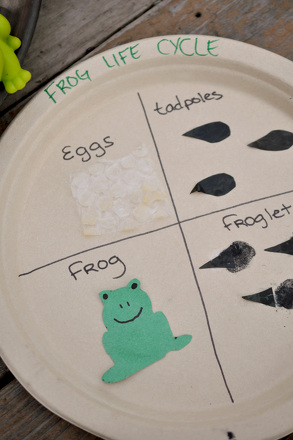 Craft the Frog Life Cycle