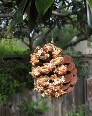 Build a Pine Cone Bird Feeder!