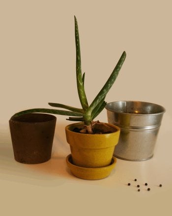 Growing in the Dark: Plants and Light