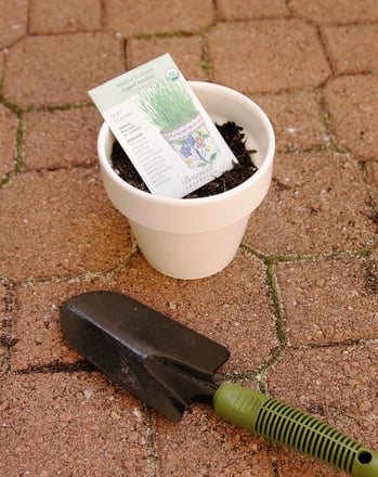 Grow Your Own Grass