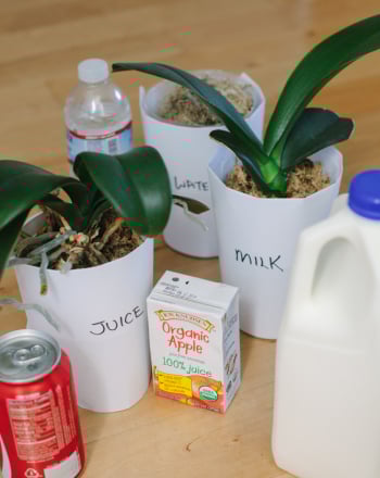 Feeding Plants