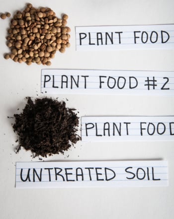 Giant Plants! Do Plants Need Commercial Food?