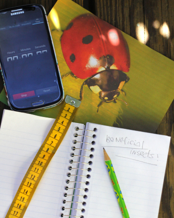 Attracting Beneficial Insects to Your Garden