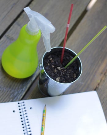 What is Mulch?
